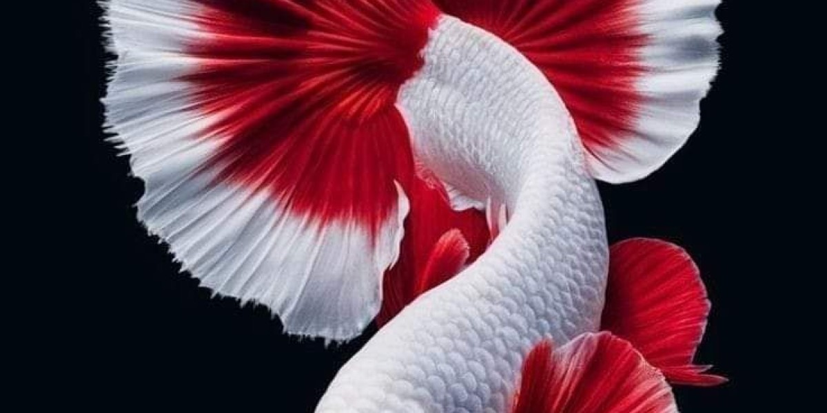 Colorful World Beneath the Water: A Guide to Tropical Fish