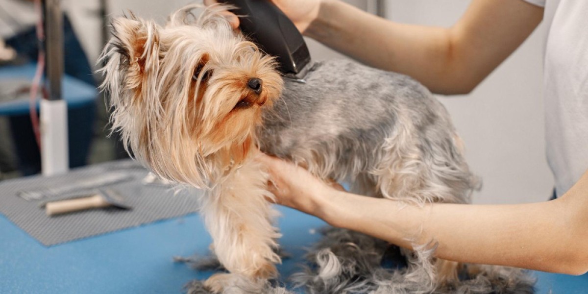 Pet Grooming Near You in West Palm Beach: Discover All Dogs Rock